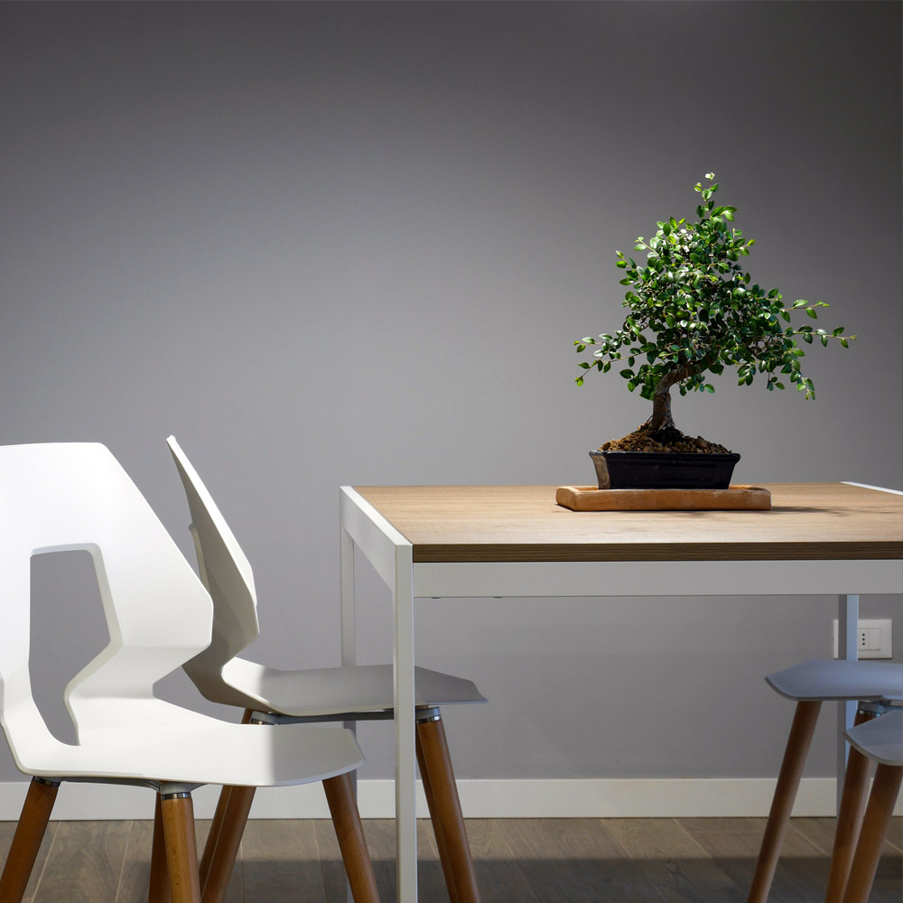 Office Plants